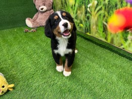 Bernese Mountain Dog male Puppy for sale 010534540